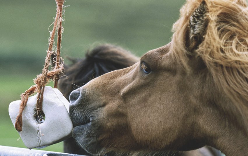 Лизунець для коня