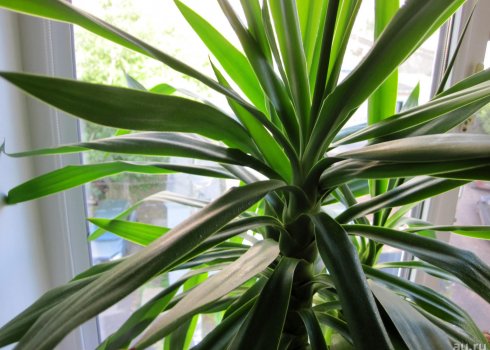 Особливості правильної обрізки юки в домашніх умовах