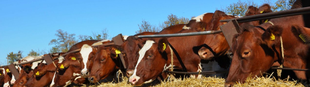 Ставропольські фермери рятують червону корову від забуття