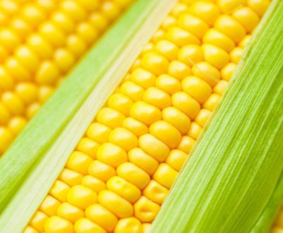 Опис і особливості вирощування кукурудзи сорту Краснодарська