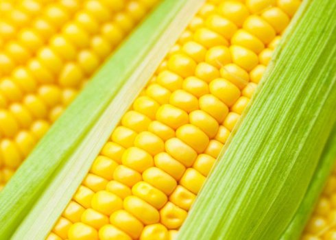 Опис і особливості вирощування кукурудзи сорту Краснодарська