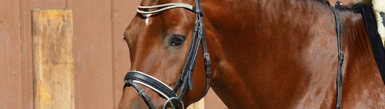 Першерон лошади: описание и размеры породы - особенности разведения в домашних условиях