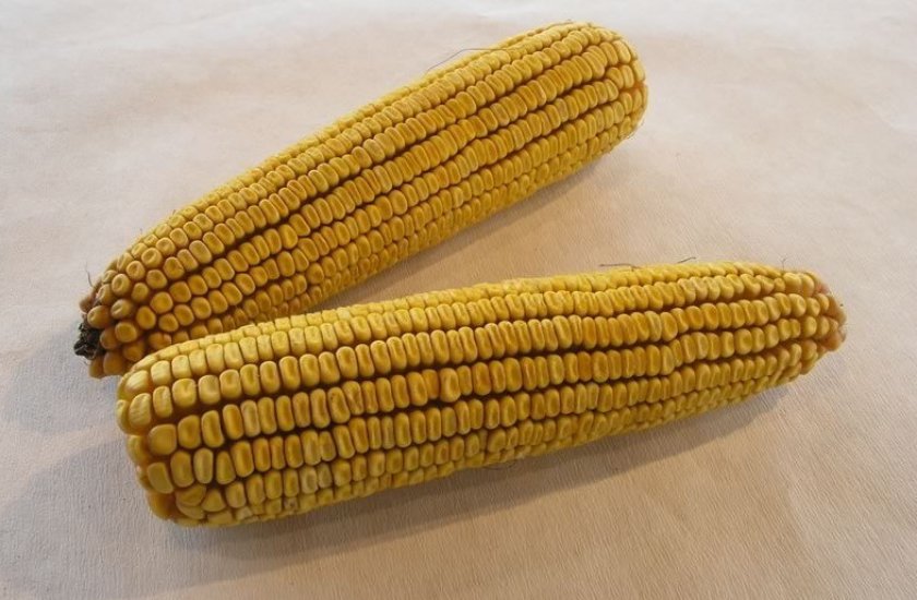 Какие сорта кукурузы выращивают в краснодарском крае?