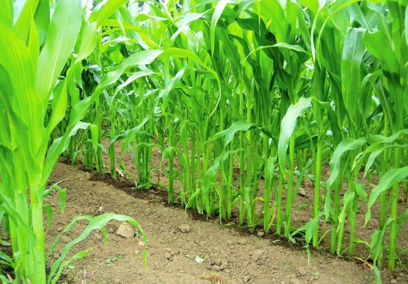 Какие сорта кукурузы выращивают в краснодарском крае?