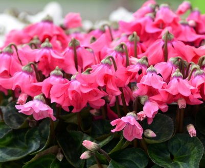 Цикламен не цвіте: причини і методи вирішення проблеми