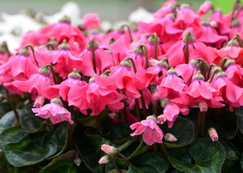 Цикламен не цвіте: причини і методи вирішення проблеми