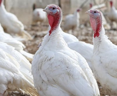 Утримання індиків взимку в домашніх умовах