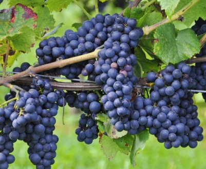 Опис сорту винограду Фараон