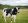 Кожные болезни вымени у коров и их лечение thumbnail