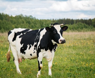 Как вылечить язву на вымени у коровы