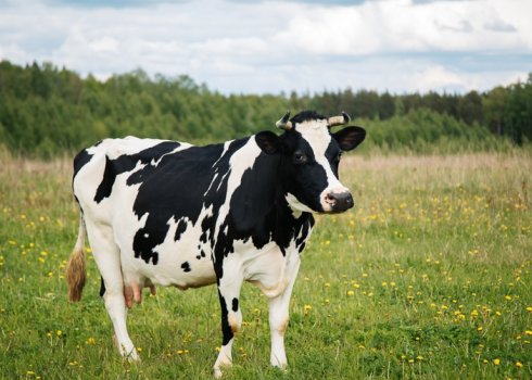 Як лікувати віспу у ВРХ