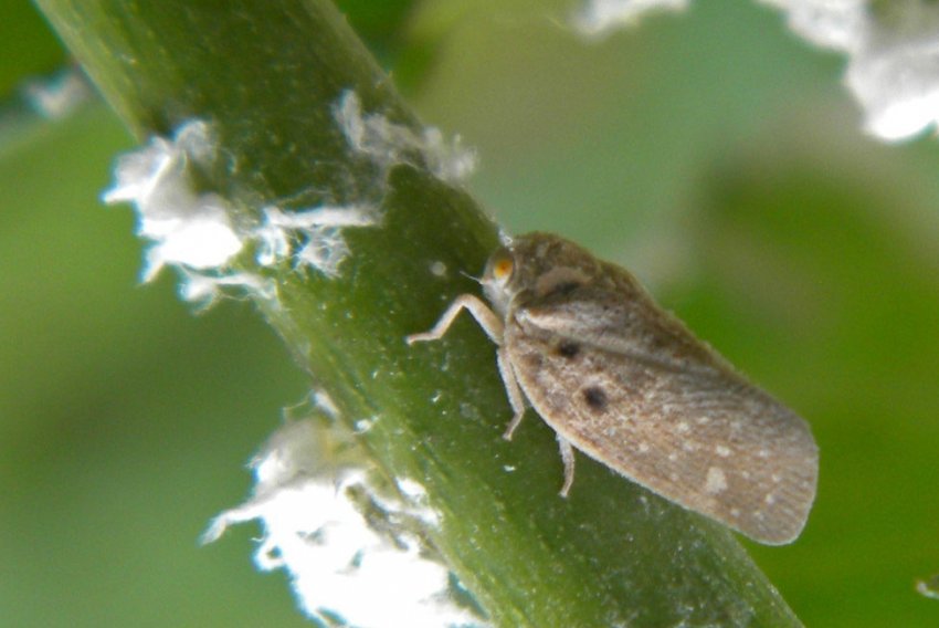 Виноградна цикадка