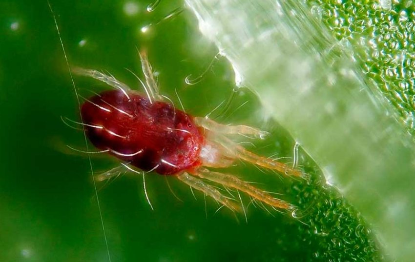 Павутинний кліщ