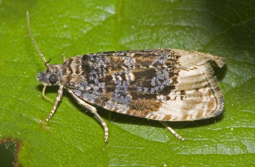 Листовійки