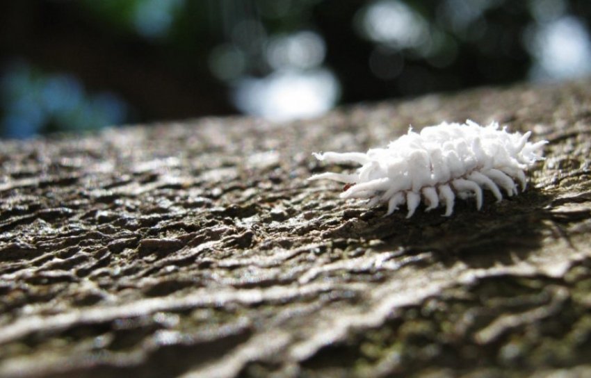 Борошнистий червець Борошнистий червець