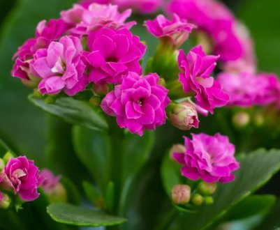 Особливості правильного поливу каланхое в домашніх умовах