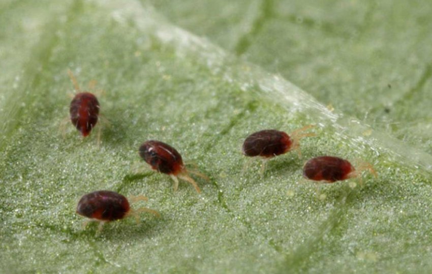 Павутинний кліщ Павутинний кліщ