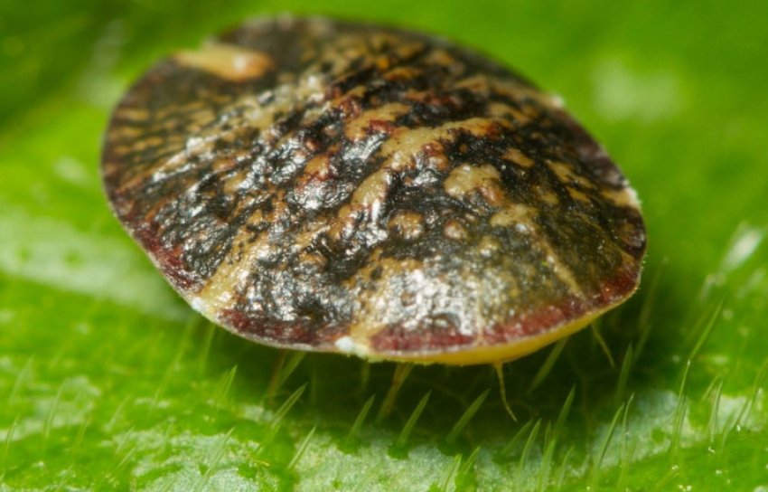 Щитівка Щитівка