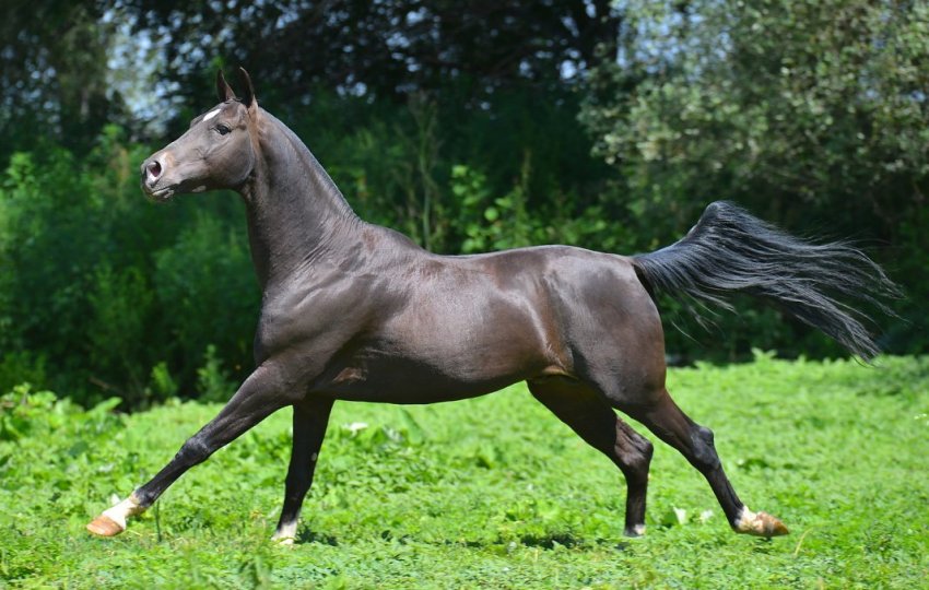 Буланий кінь