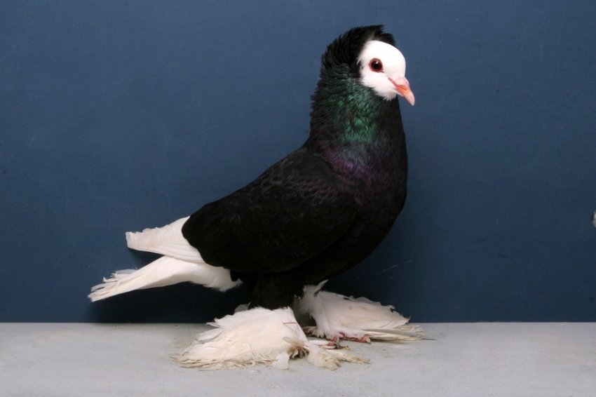 Південно-німецький голуб чернець