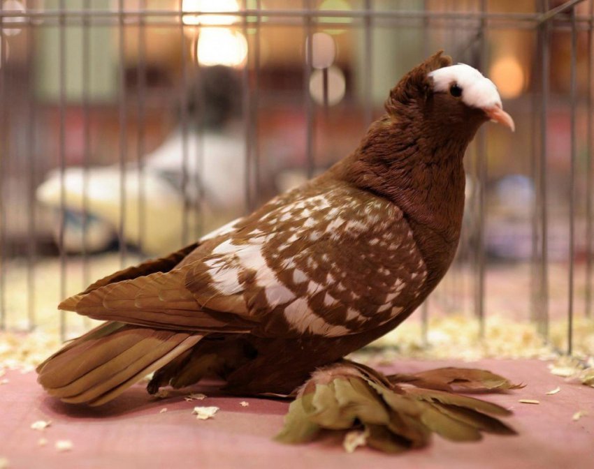 Саксонський голуб чернець