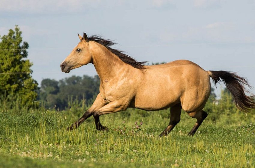 Буланий кінь