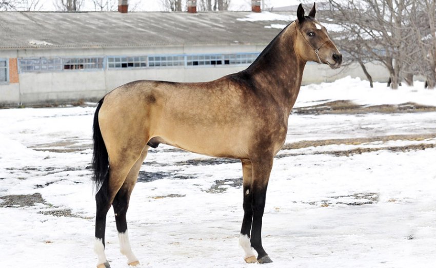 Буланий кінь