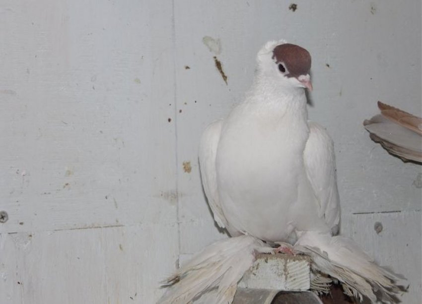 Уральський голуб чернець