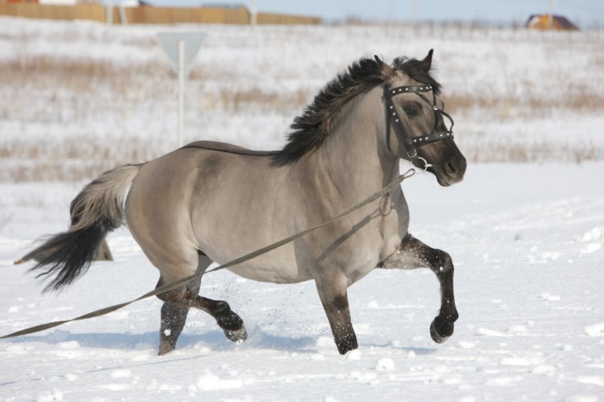 Буланий кінь