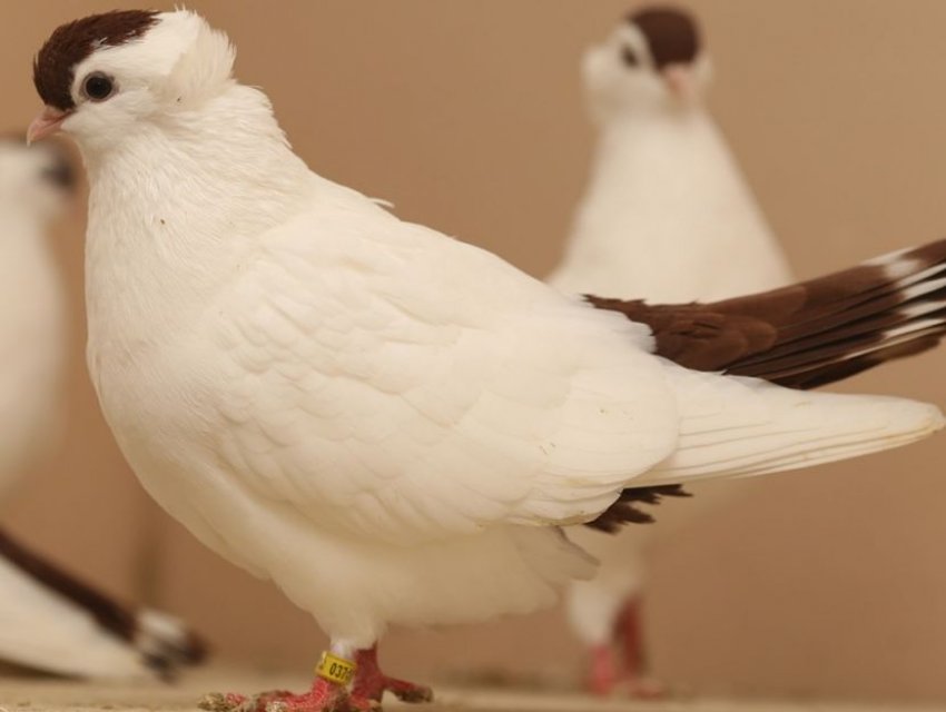 Тульський голуб чернець