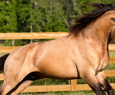 Особливості буланої масті коней