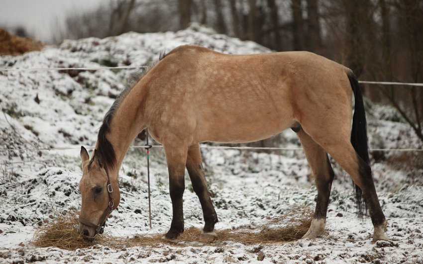 Буланий кінь