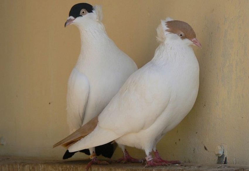 Московський чернець