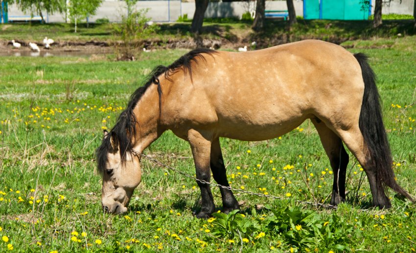 Буланий кінь