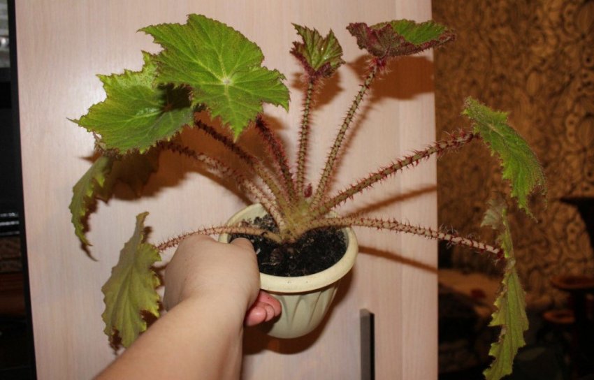 Умови вирощування рослини Умови вирощування рослини