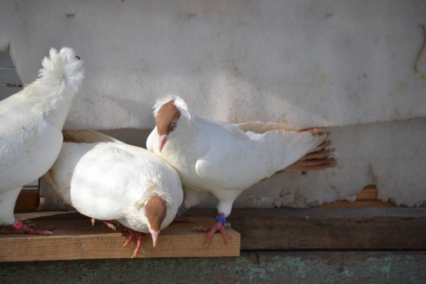 Кормова база для голуба ченця