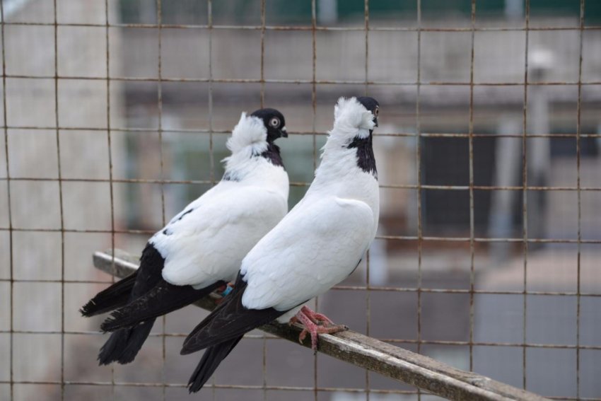 Особливості змісту голуба ченця