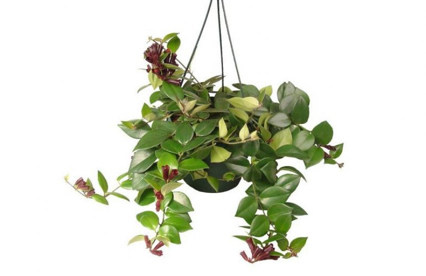 Есхінантус Мона Ліза