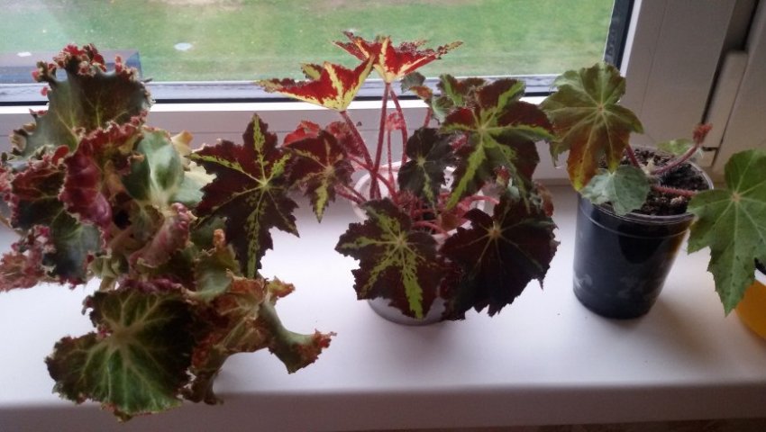 Вирощування бегонії Вирощування бегонії