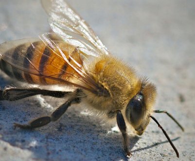 Особливості африканизированной бджоли-вбивці
