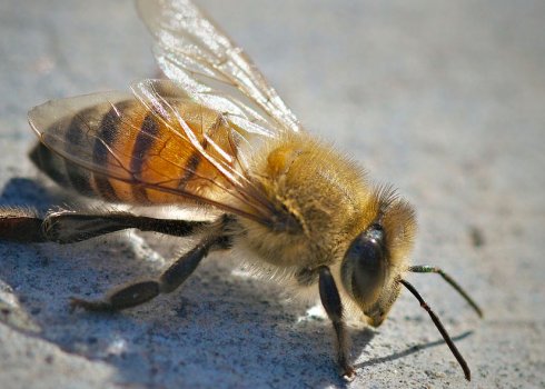 Особенности африканизированной пчелы-убийцы