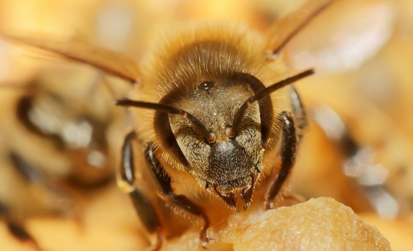 Африканизированная бджола-вбивця