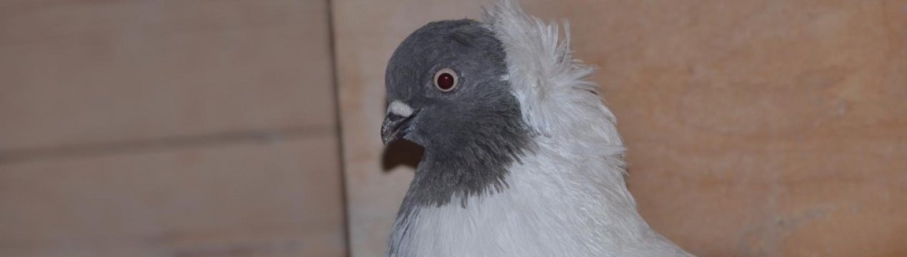 Характеристика голубів Ченців