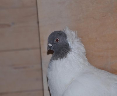 Характеристика голубів Ченців