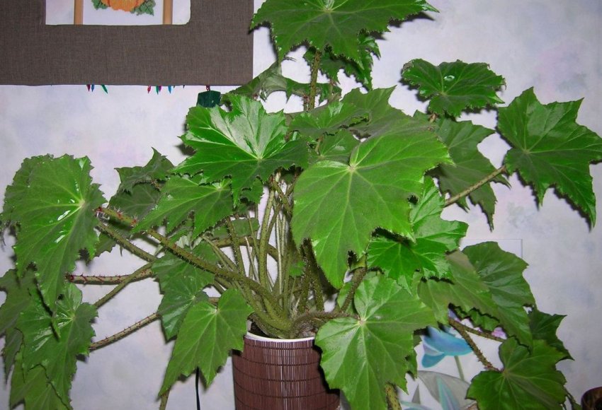 Бегонія борщевиколистная Бегонія борщевиколистная