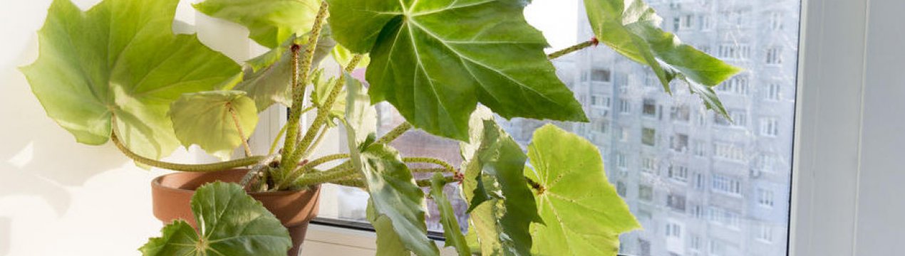 Бегонія борщевиколистная: вирощування і догляд в домашніх умовах