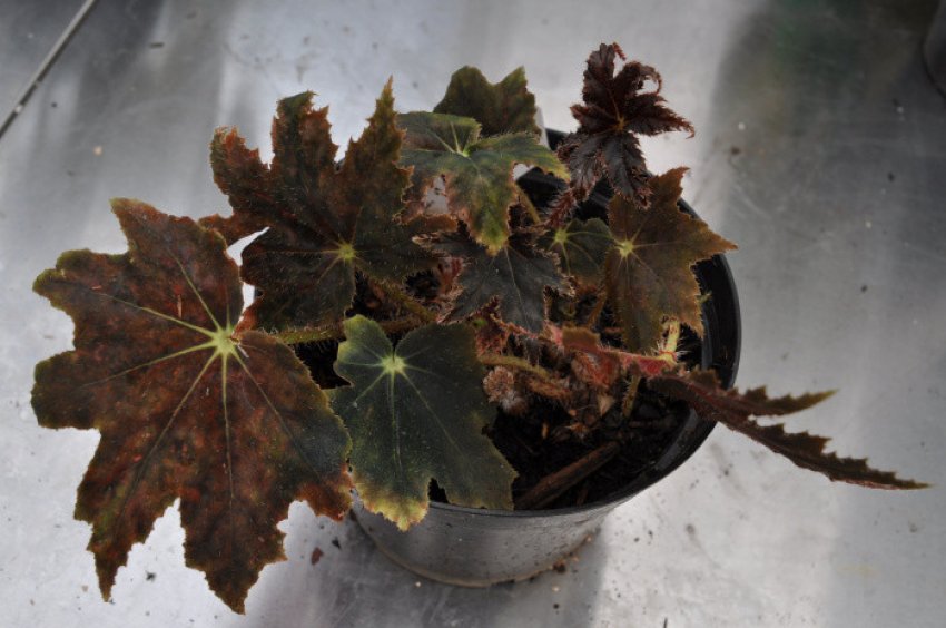 Бегонія борщевиколистная Бегонія борщевиколистная