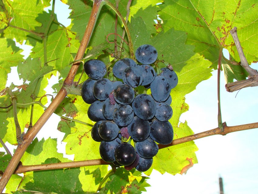 Описание сорта винограда Мерседес