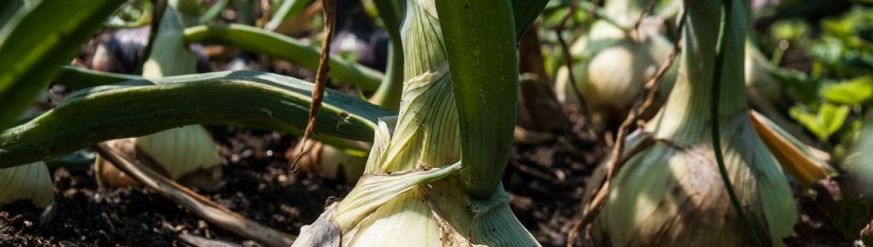 Скільки цибулі можна зібрати з 1 га