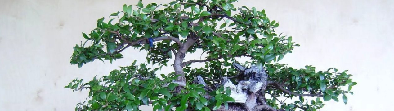 Особливості догляду та розмноження мирта кімнатного